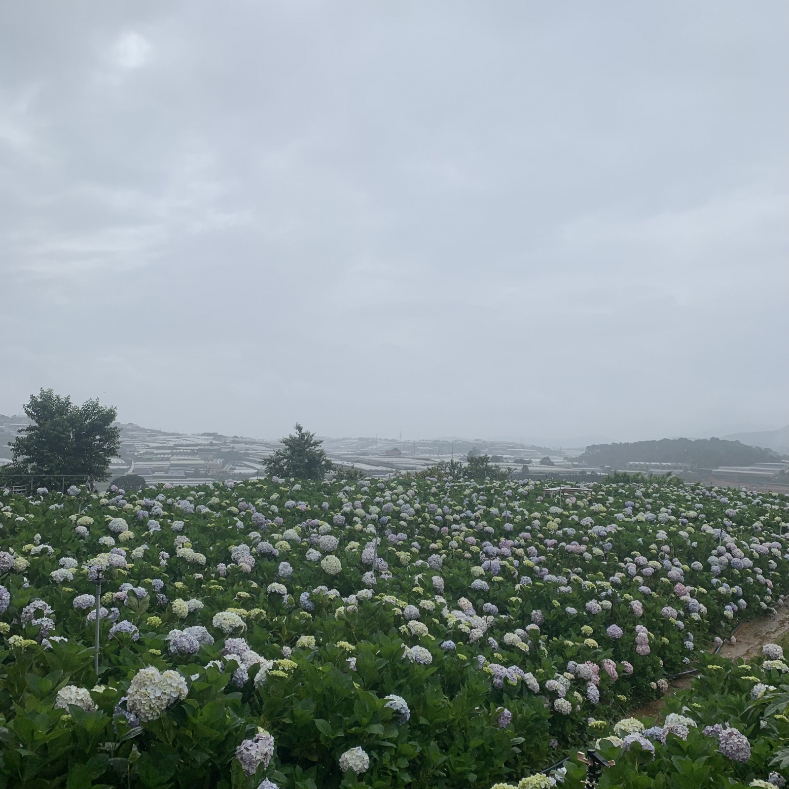 Toàn cảnh vườn hoa cẩm tú cầu